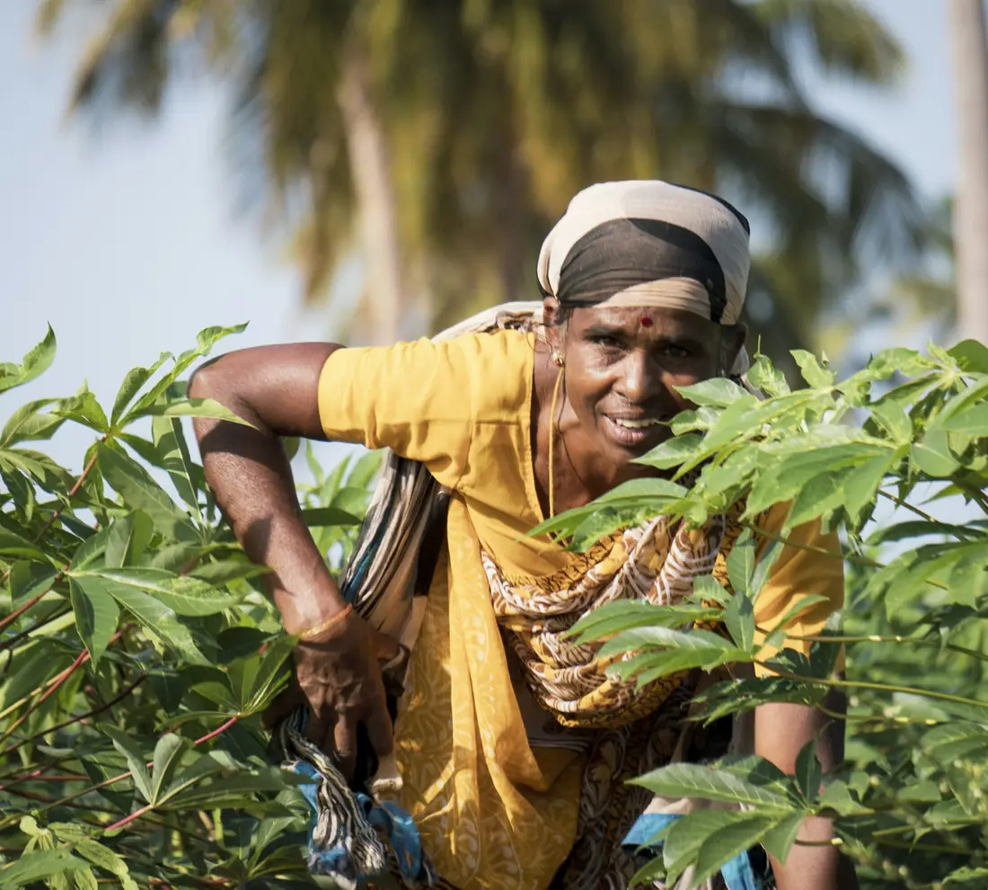 A woman farmer in a yellow sari harvesting green leafy crops in a field in Tamil Nadu